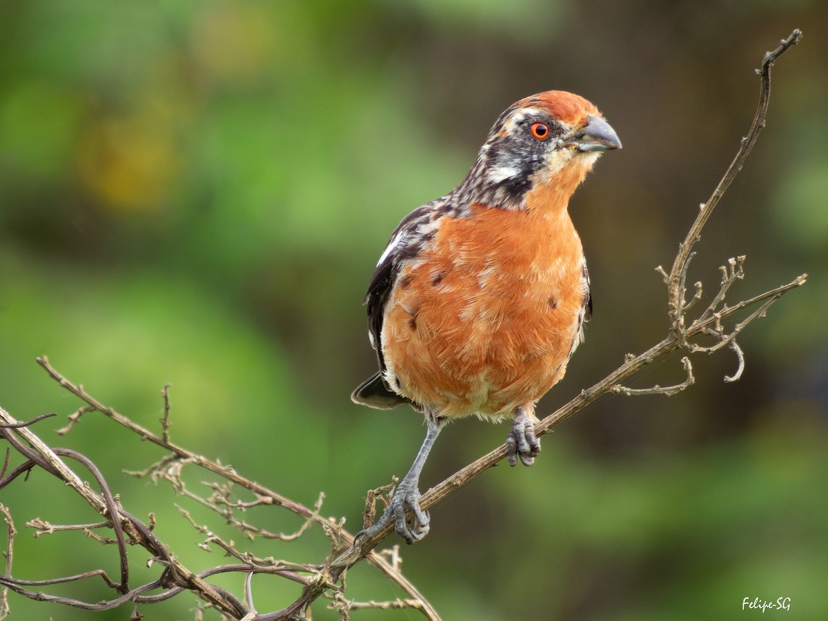 Rufous-tailed Plantcutter - ML643509169