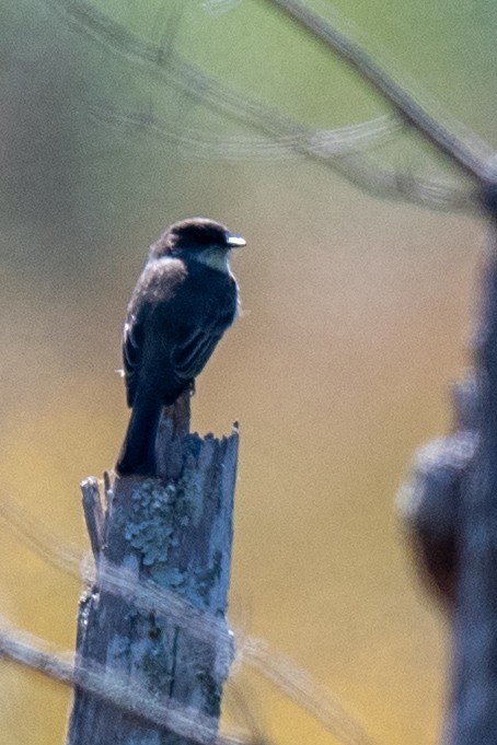 Eastern Phoebe - ML643509170