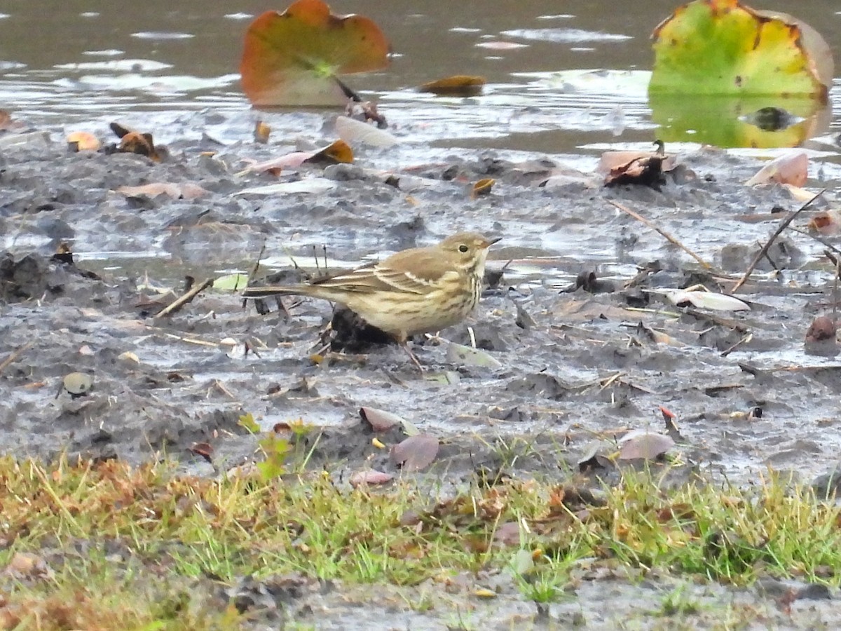 American Pipit - ML643509174