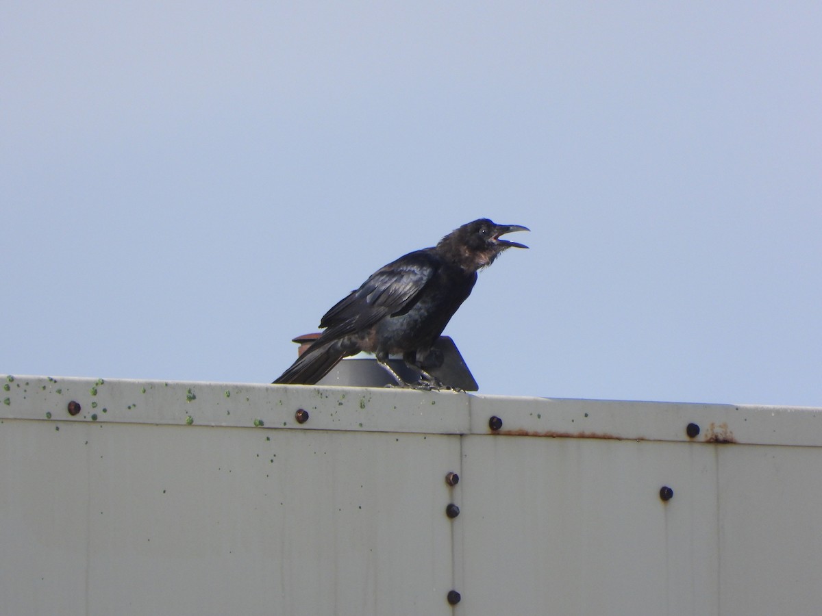 Fish Crow - ML643509194