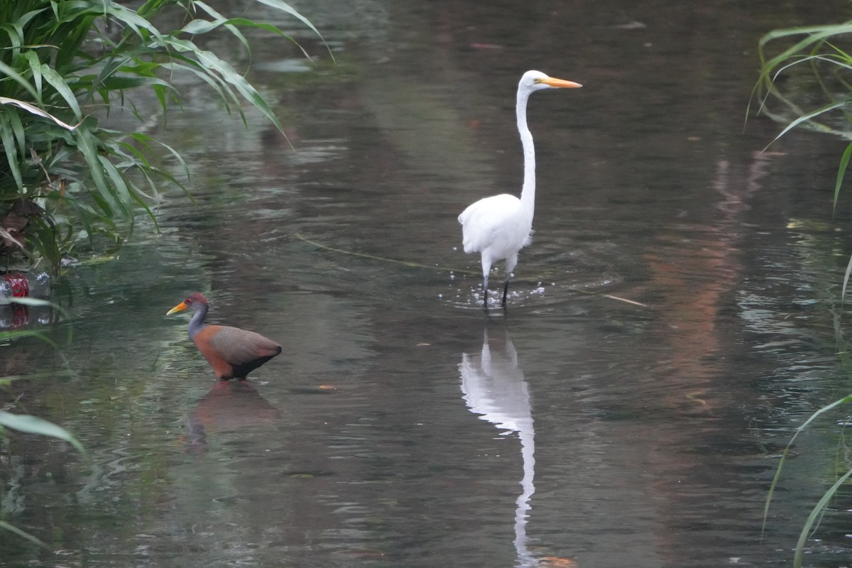 Russet-naped Wood-Rail - ML643509196