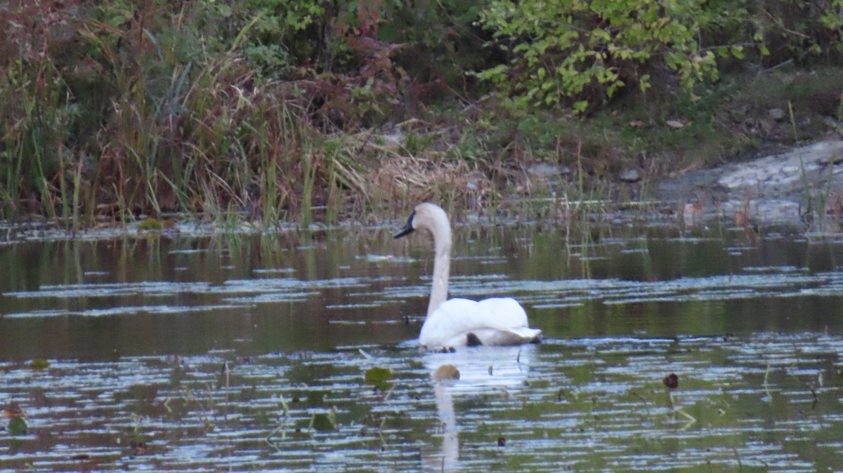 Trumpeter Swan - ML643509260