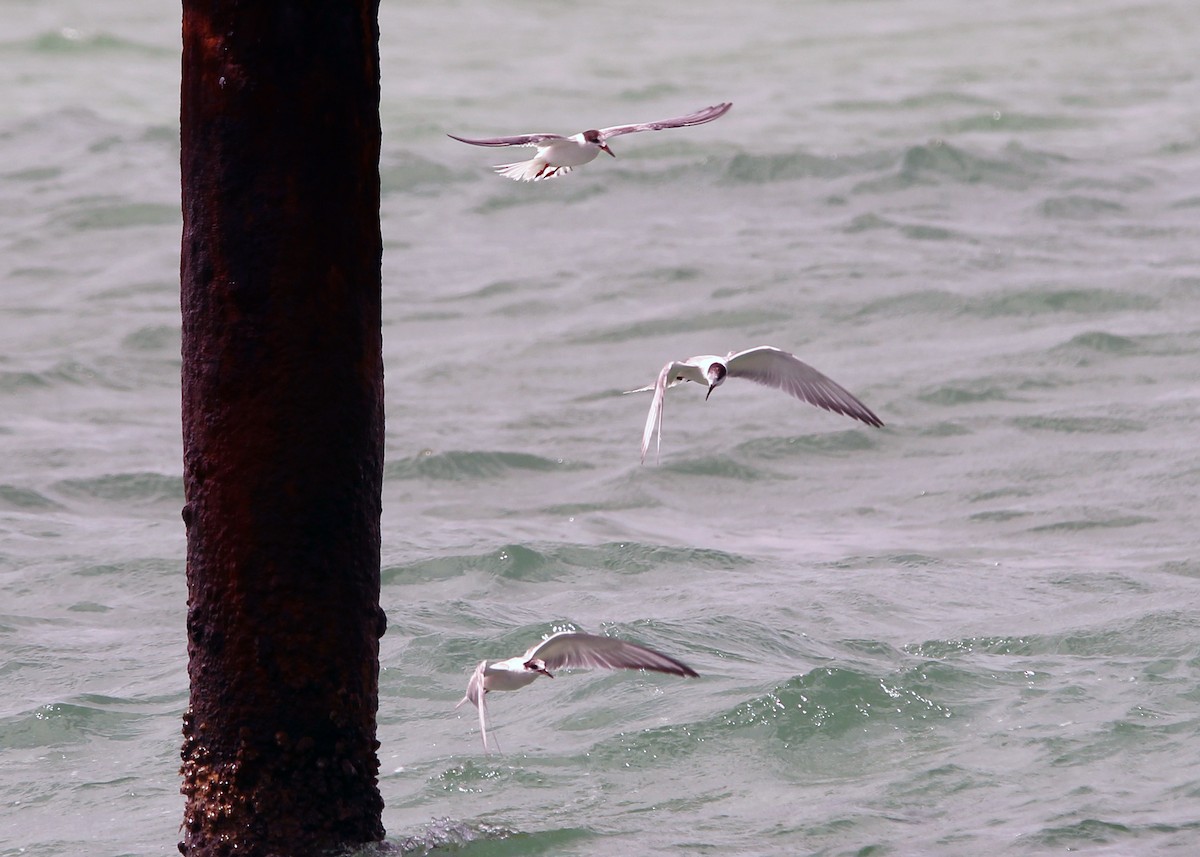 Common Tern - ML643509262