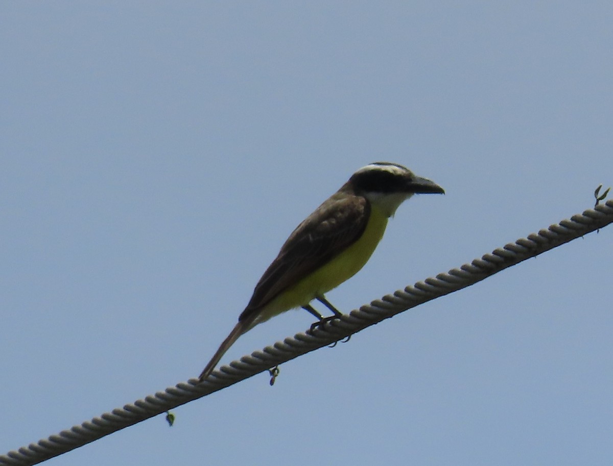 Boat-billed Flycatcher - ML643509267