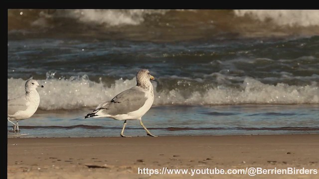 California Gull - ML643509283