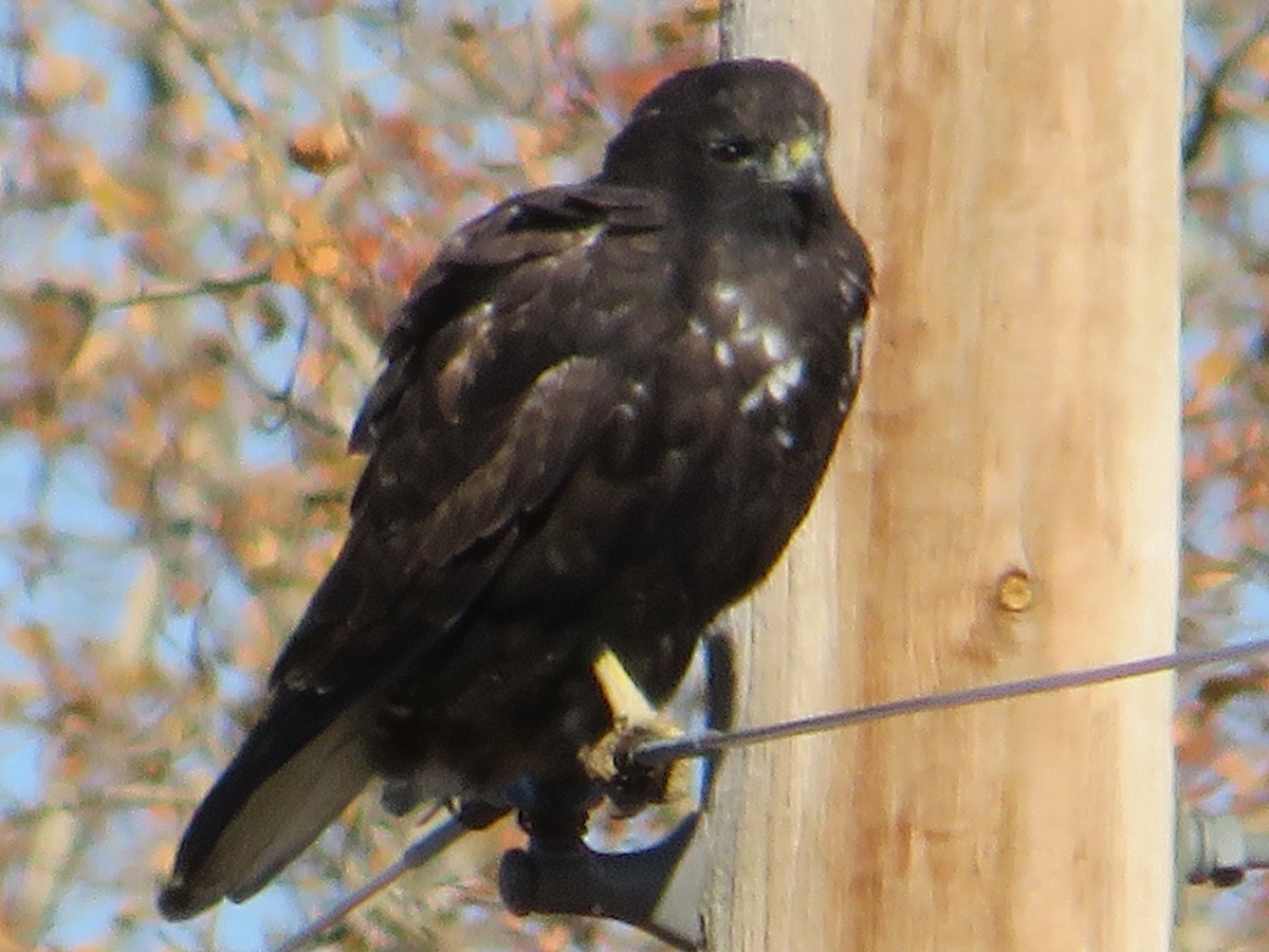 káně rudochvostá (ssp. harlani) - ML643509301