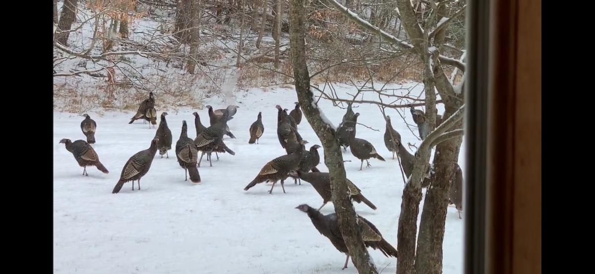 Wild Turkey - ML643509306