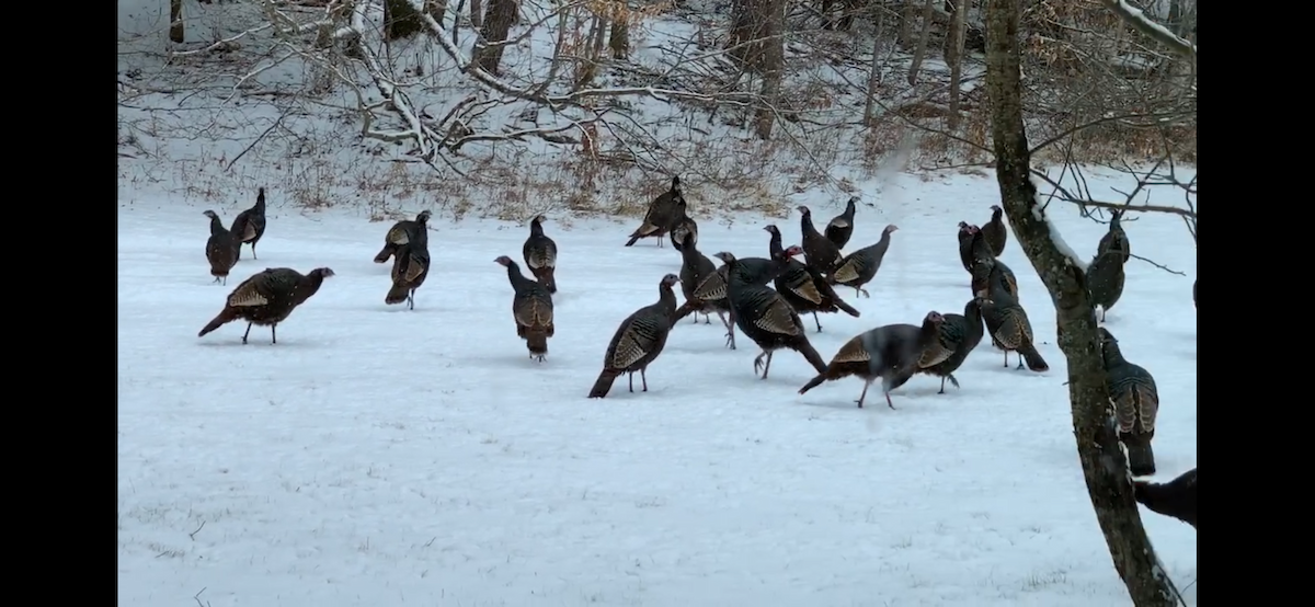 Wild Turkey - ML643509307
