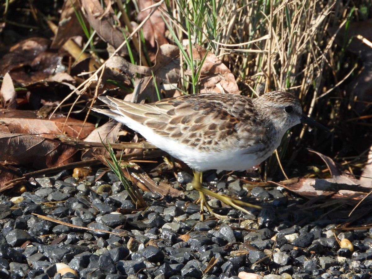 pygmésnipe - ML643509347