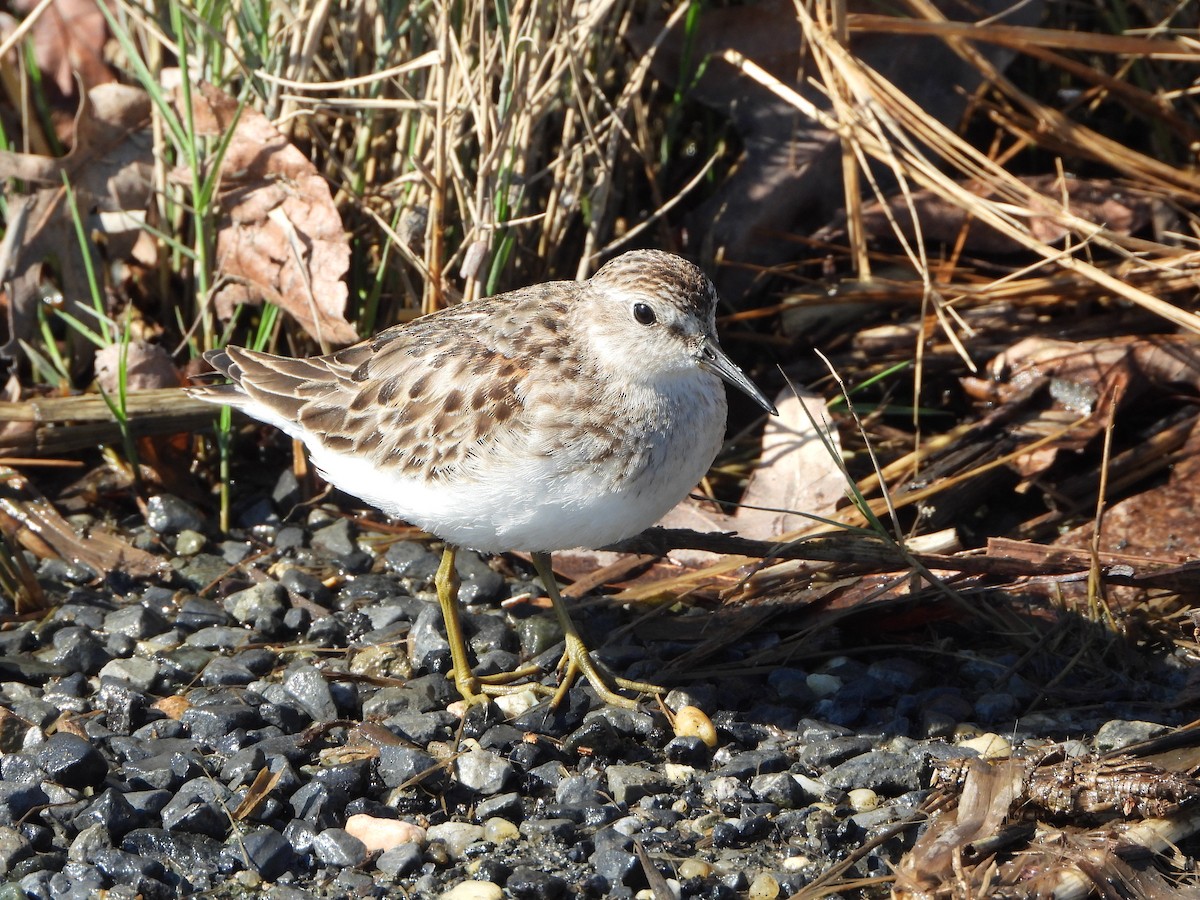 pygmésnipe - ML643509351