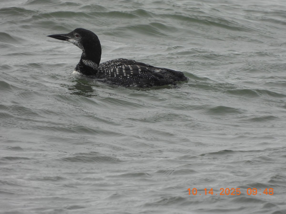 Plongeon huard - ML643509358