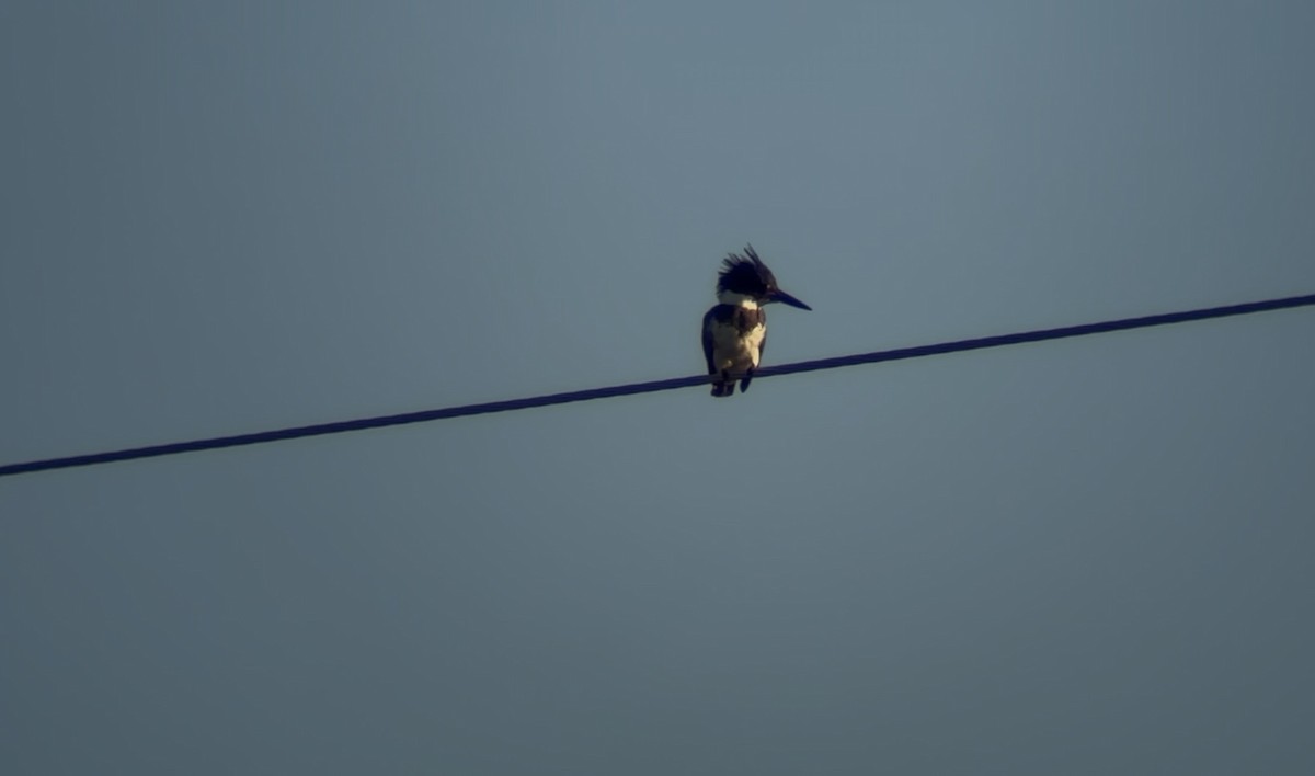Belted Kingfisher - ML643509367