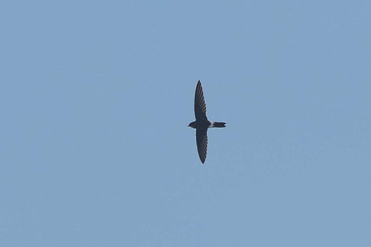 House Swift - ML643509382