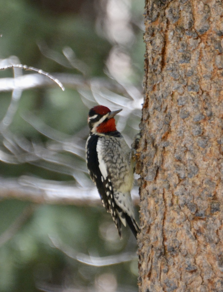 Red-naped Sapsucker - ML643509391