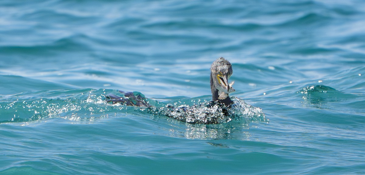 Grand Cormoran - ML643509401