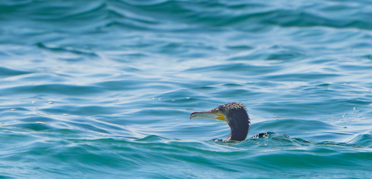 Grand Cormoran - ML643509402