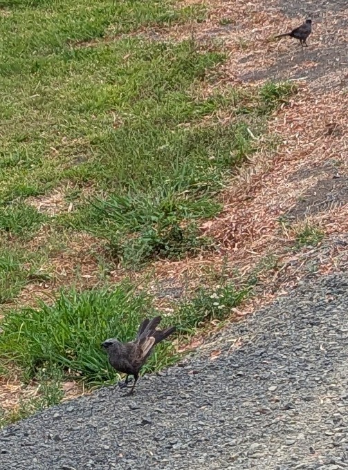 ハイイロツチスドリ - ML643509403