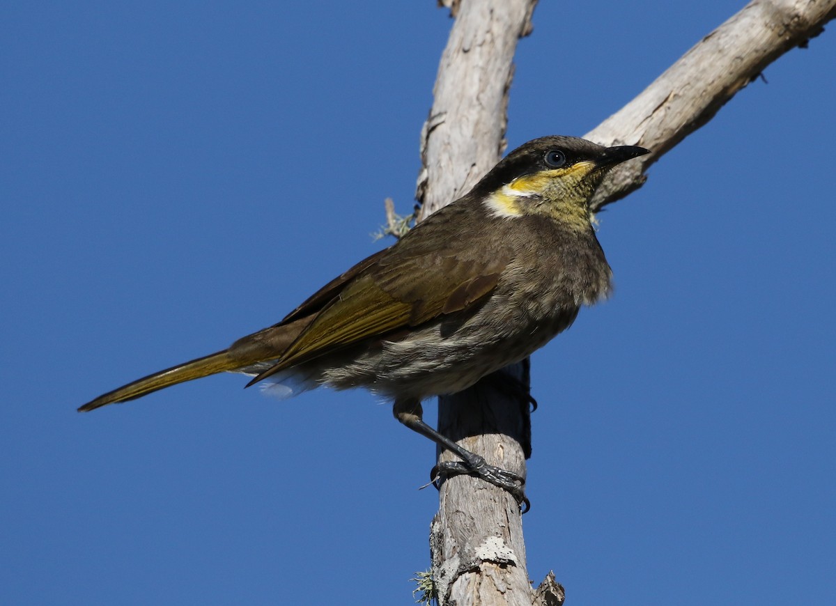 Mangrove Honeyeater - ML64350941