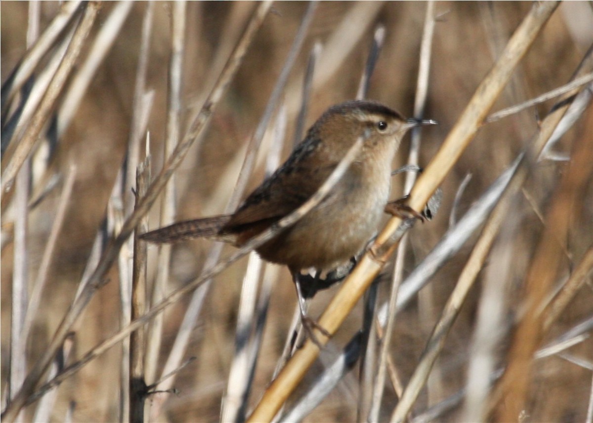 Marsh Wren - ML643509417