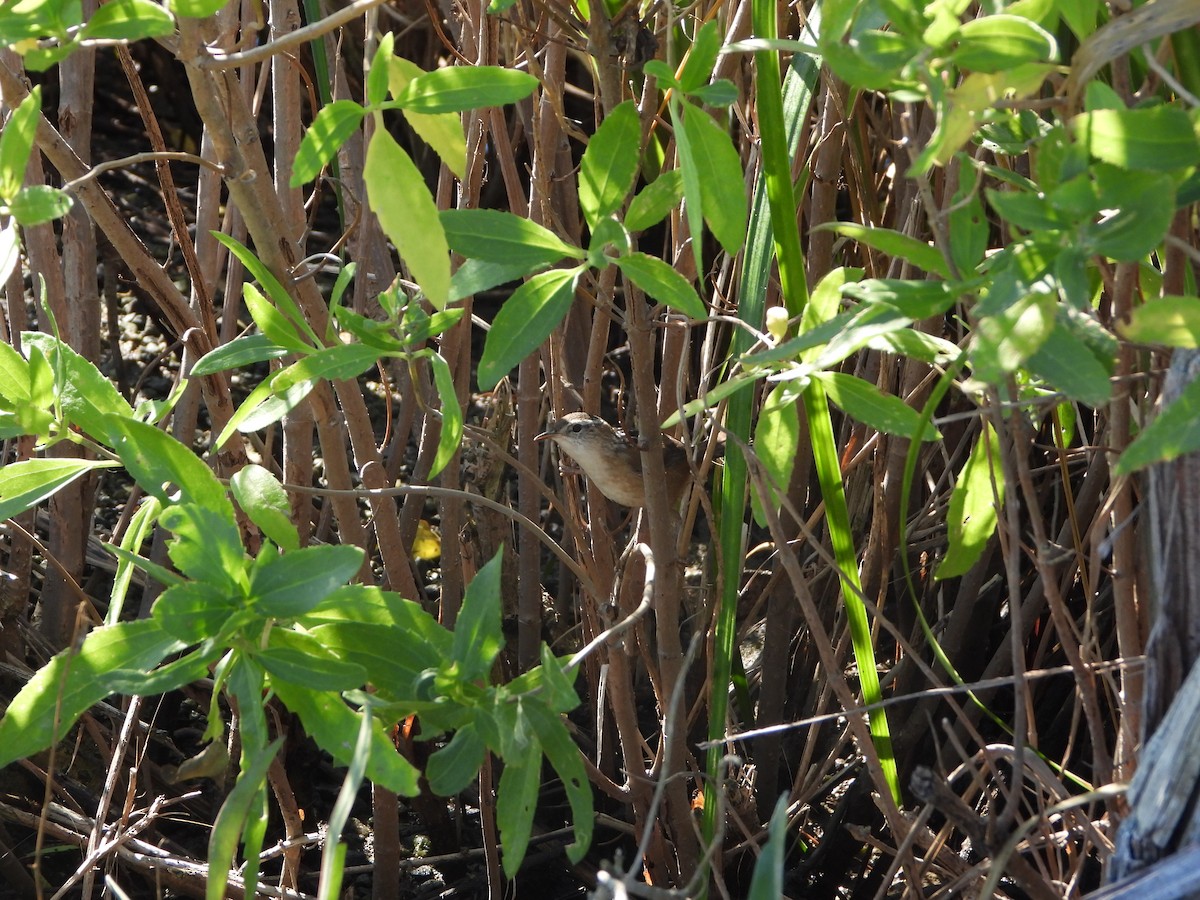 Marsh Wren (palustris Group) - ML643509419