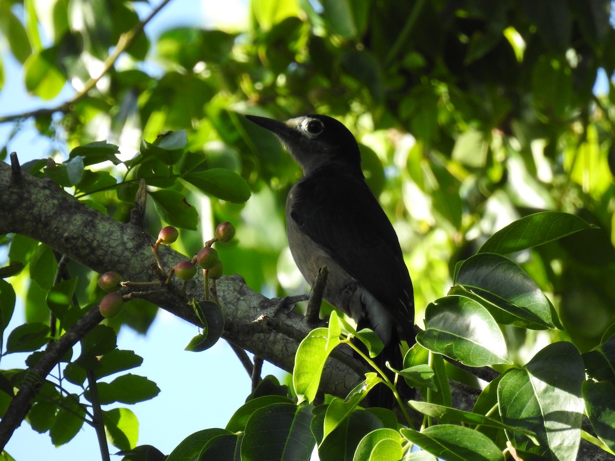 Puerto Rican Woodpecker - ML643509423