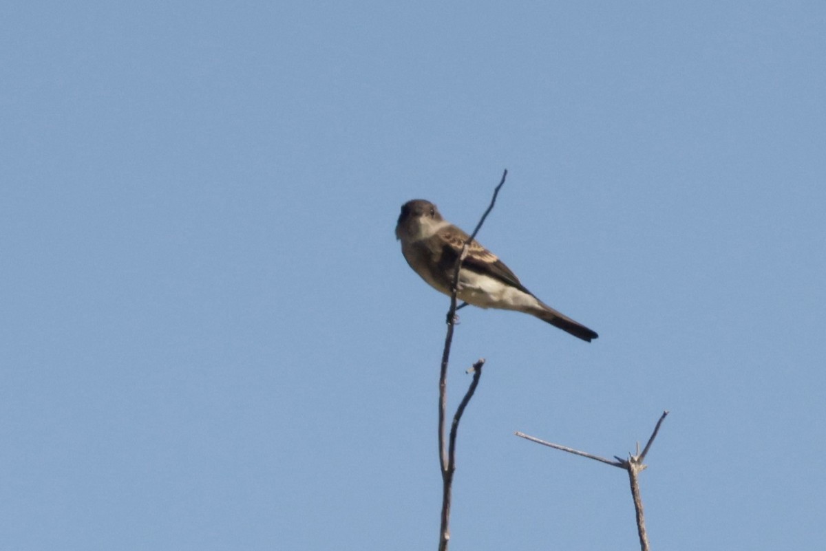Western Wood-Pewee - ML643509429