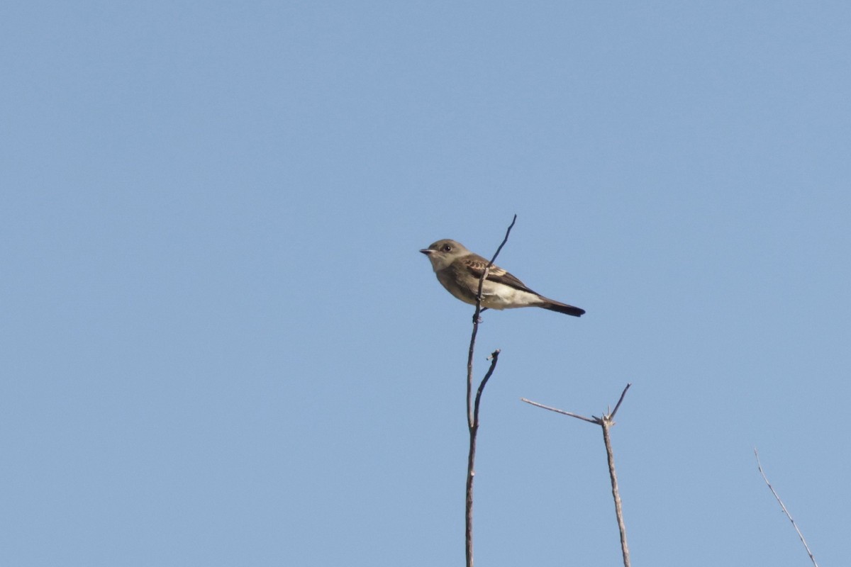 Western Wood-Pewee - ML643509430