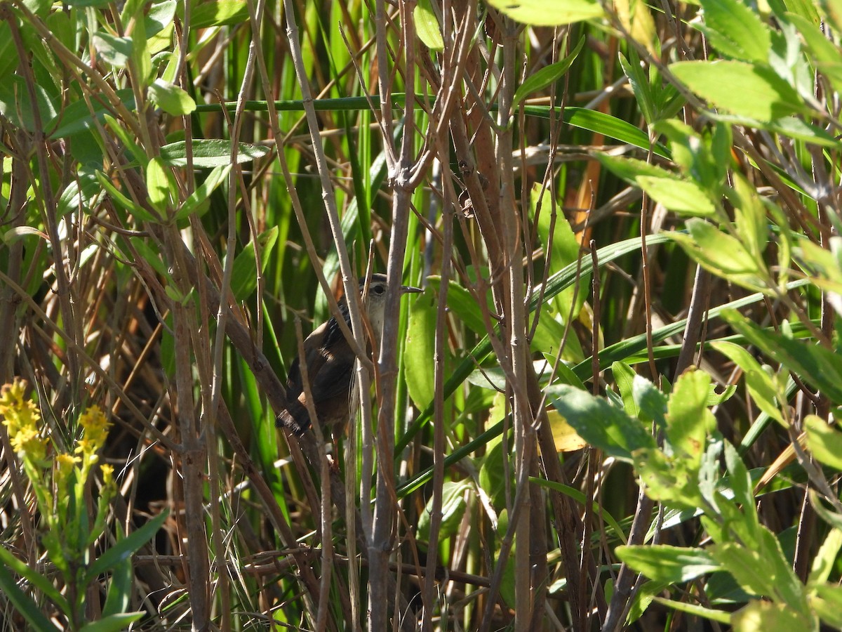 Marsh Wren (palustris Group) - ML643509431