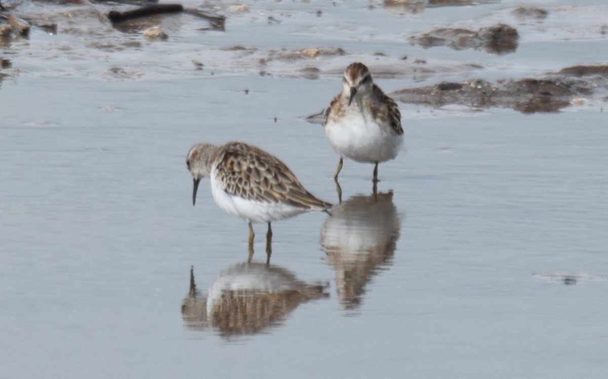 pygmésnipe - ML643509439