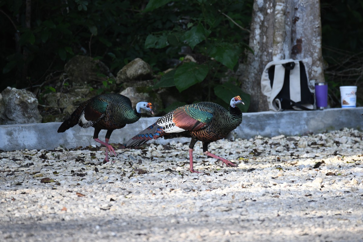 Ocellated Turkey - ML643509441