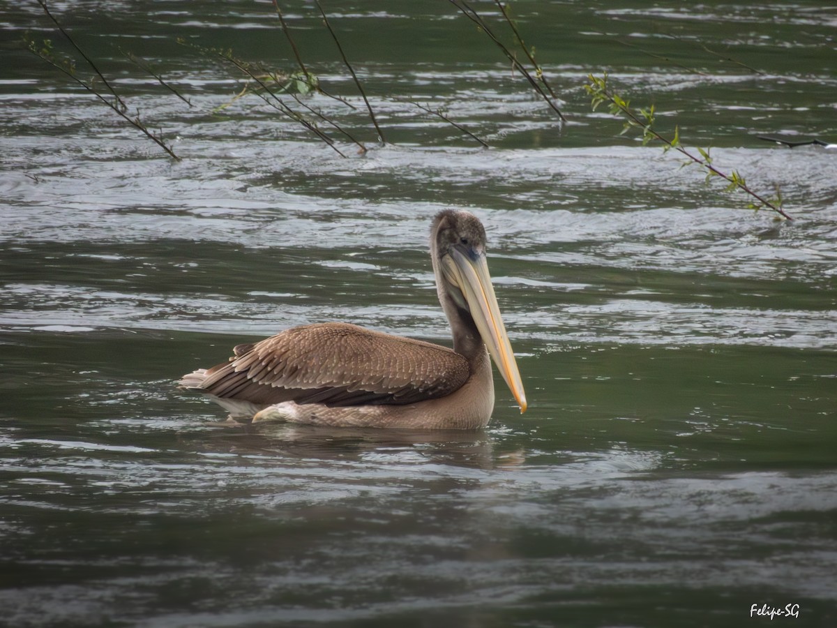 Peruvian Pelican - ML643509442