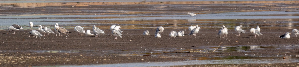 Great Black-backed Gull - ML643509448