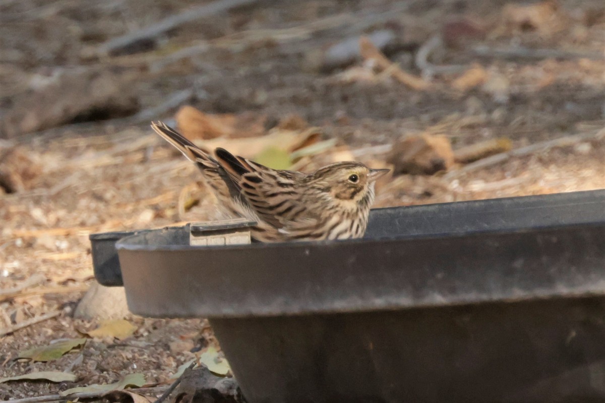 Savannah Sparrow - ML643509449