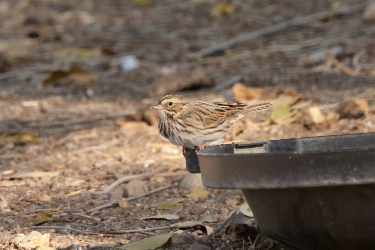 Savannah Sparrow - ML643509450