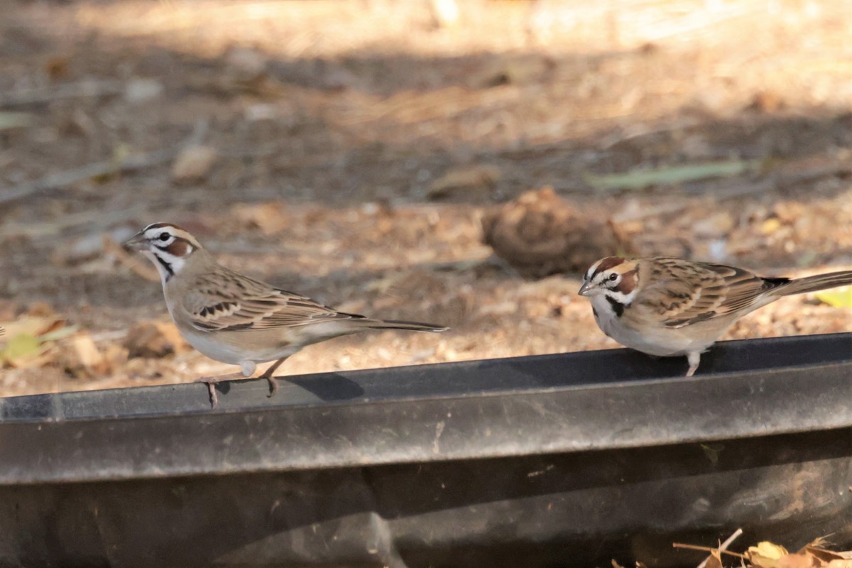 Lark Sparrow - ML643509453