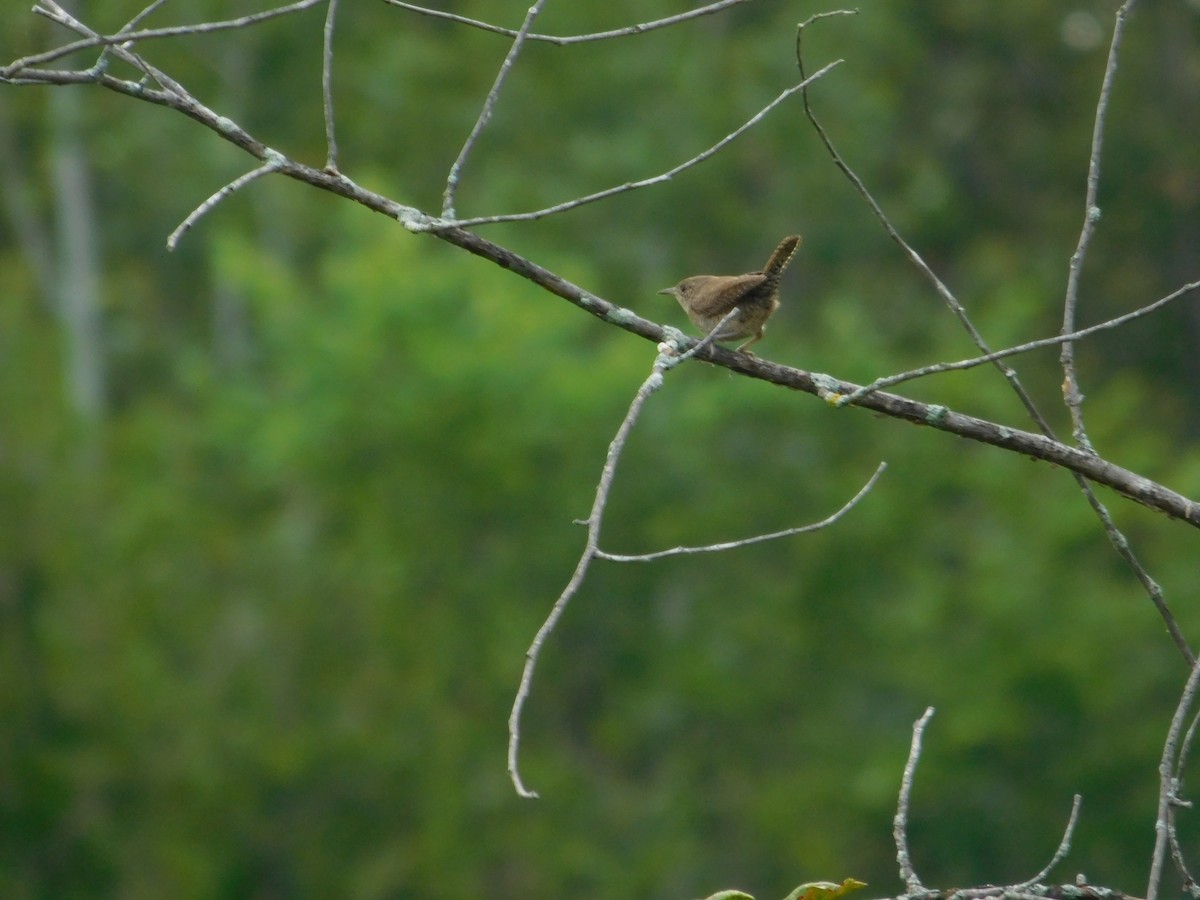 Northern House Wren - ML643509454