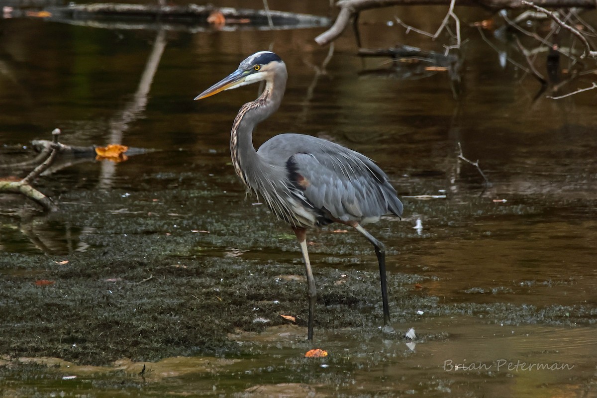 Great Blue Heron - ML643509458