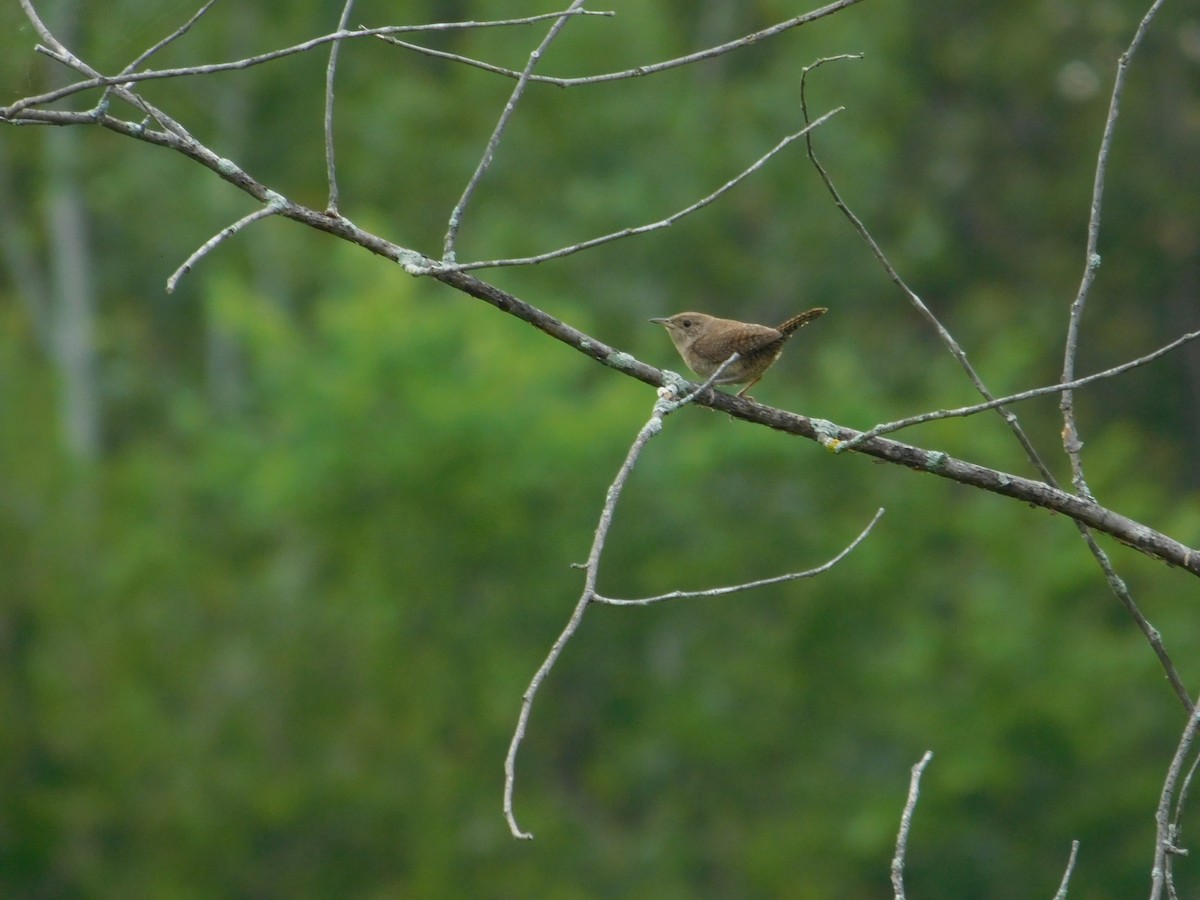 Northern House Wren - ML643509462