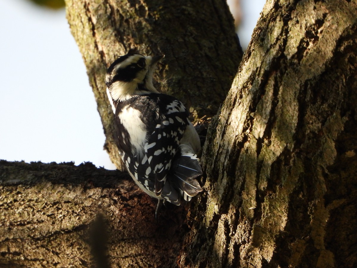 Downy Woodpecker (Eastern) - ML643509469