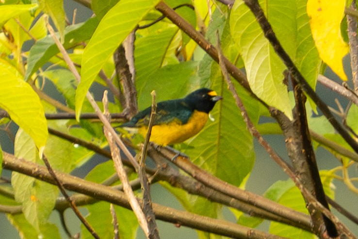 White-vented Euphonia - ML643509476