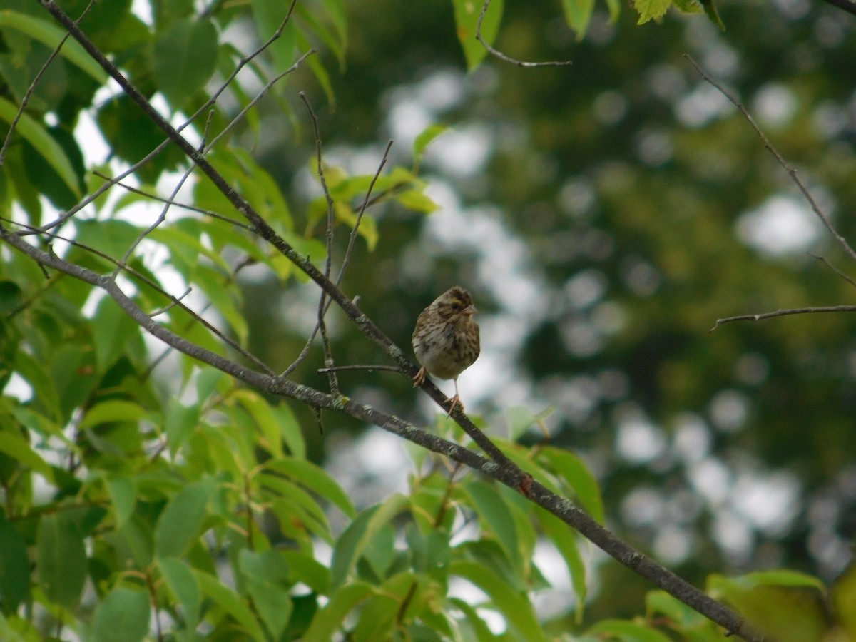 Savannah Sparrow - ML643509481