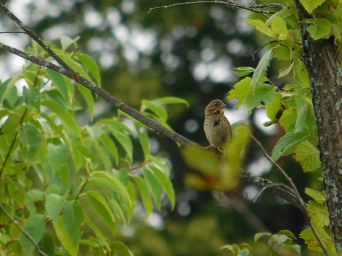 Savannah Sparrow - ML643509487