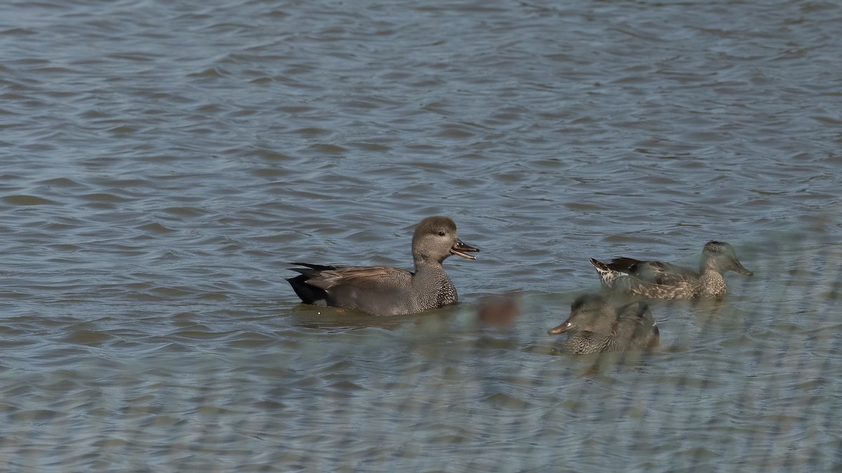 Gadwall - ML643509488