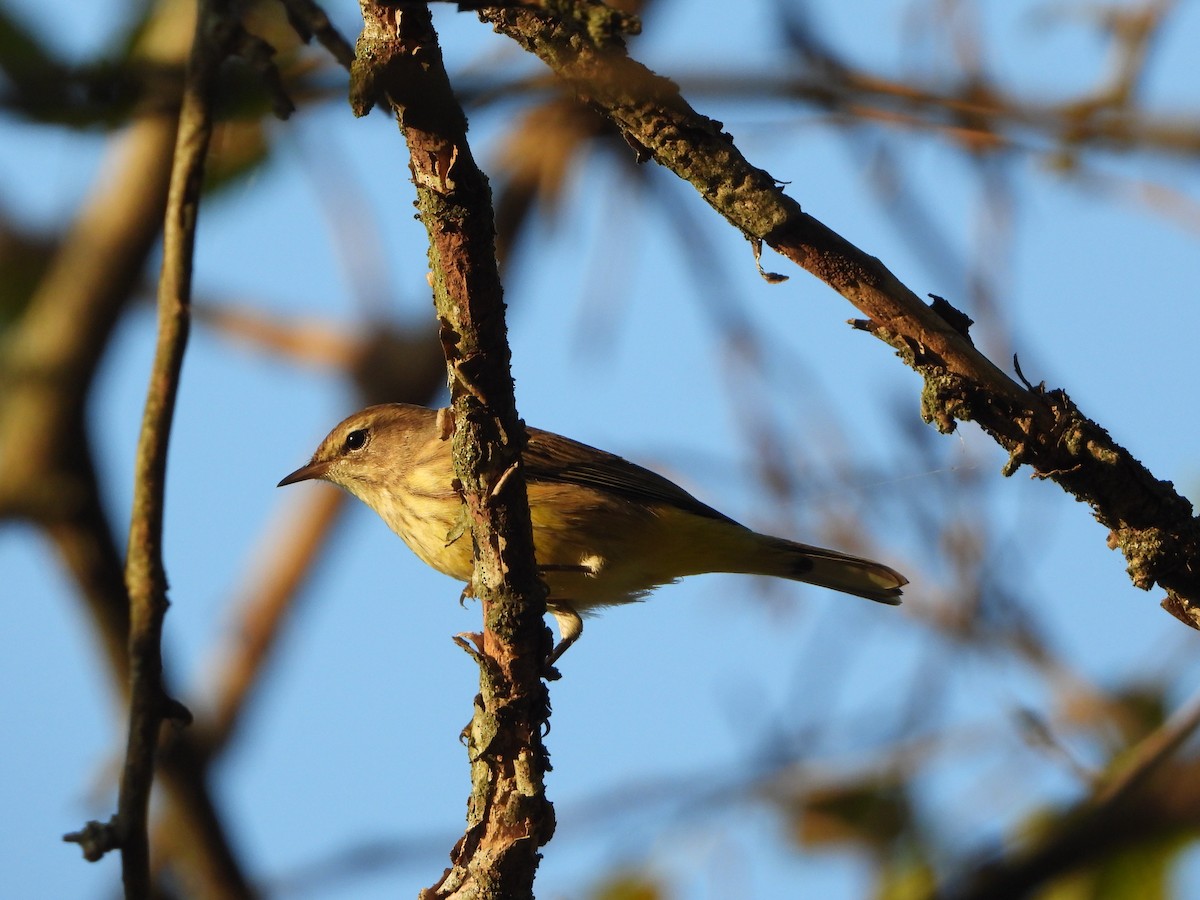 lesňáček bažinný (ssp. palmarum) - ML643509493
