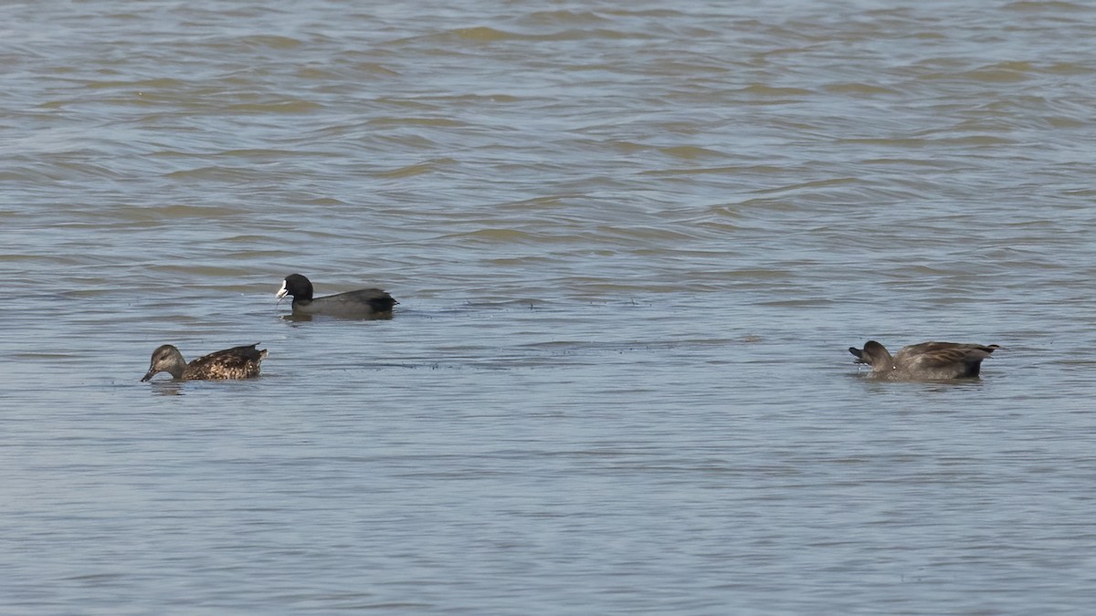 Gadwall - ML643509495