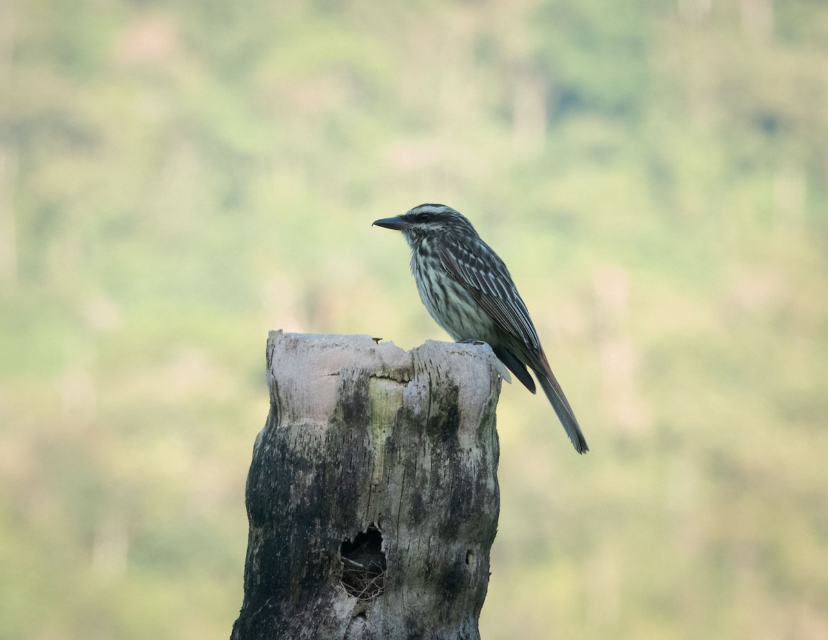 Streaked Flycatcher - ML643509503