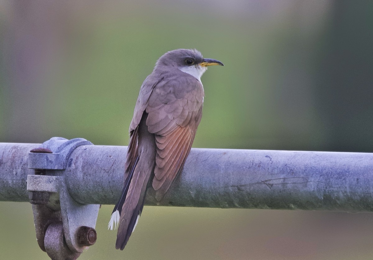 Yellow-billed Cuckoo - ML643509516