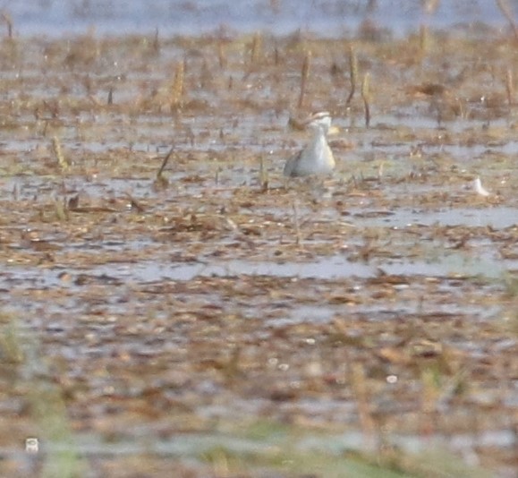 Lesser Jacana - ML643509518