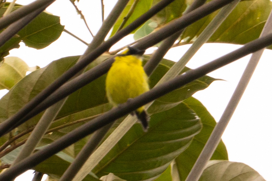 Yellow-browed Tody-Flycatcher - ML643509523