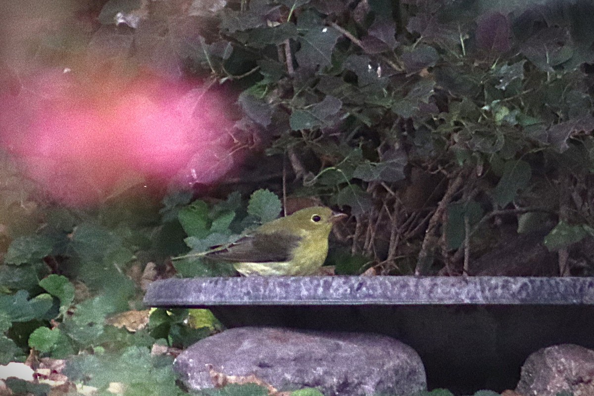 Scarlet Tanager - ML643509526